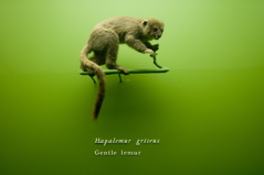 AMNH - Gentle Lemur